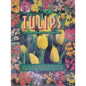 Stanley Killingback - Tulips